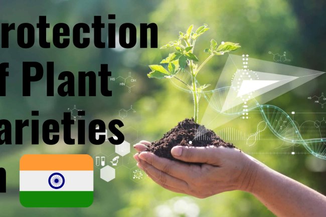 The Protection of Plant Varieties in India: A Comprehensive Analysis