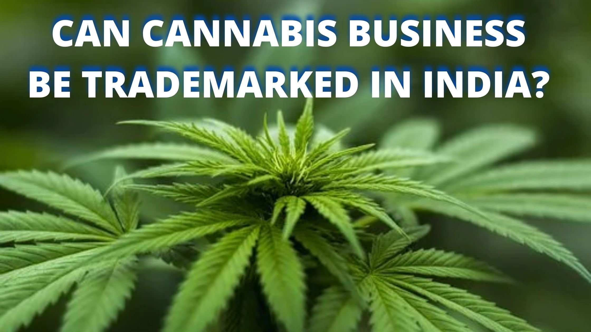 CAN CANNABIS BUSINESS BE TRADEMARKED IN INDIA?